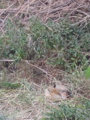 Vulpes vulpes flavescens