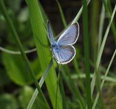 Glaucopsyche lycormas