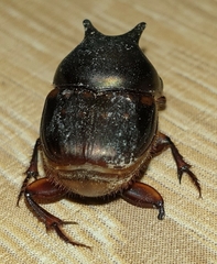 Onthophagus seniculus