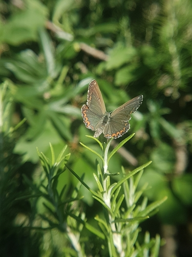Plavci (Lycaenidae)