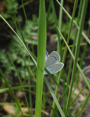 Glaucopsyche lycormas