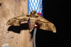 Adhemarius dariensis