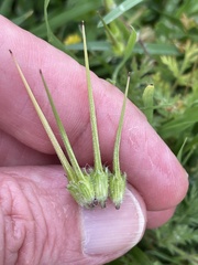 Erodium cicutarium