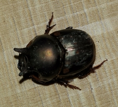 Onthophagus seniculus