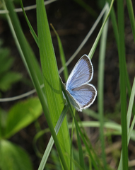 Glaucopsyche lycormas
