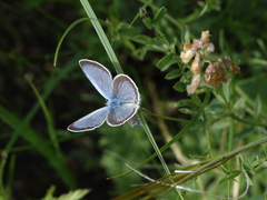 Glaucopsyche lycormas