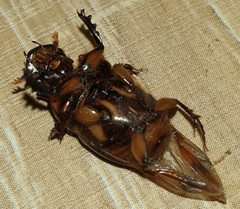 Onthophagus seniculus