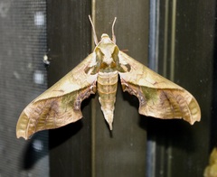 Adhemarius dariensis