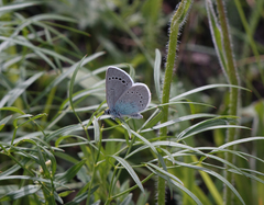 Glaucopsyche lycormas