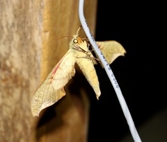 Adhemarius dariensis