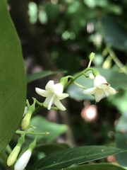 Chiococca pachyphylla