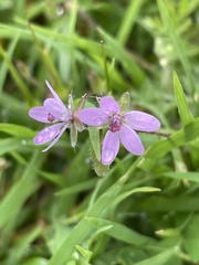 Erodium cicutarium