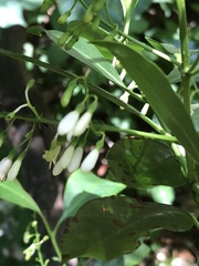 Chiococca pachyphylla