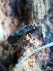 Caeciliusinae