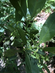 Chiococca pachyphylla