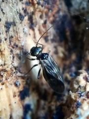 Caeciliusinae
