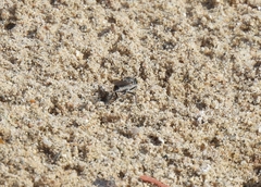 Laphystia