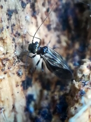 Caeciliusinae