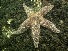 Asterias forbesi