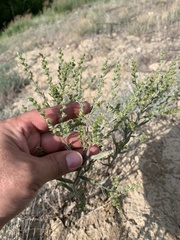 Lappula squarrosa