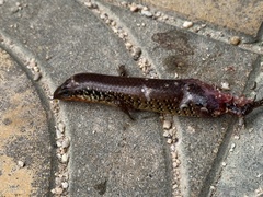 Ateuchosaurus chinensis