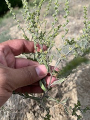 Lappula squarrosa