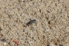 Laphystia