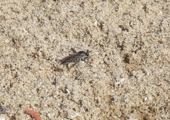 Laphystia
