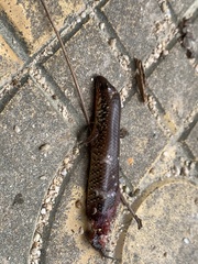 Ateuchosaurus chinensis