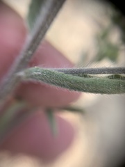 Lappula squarrosa