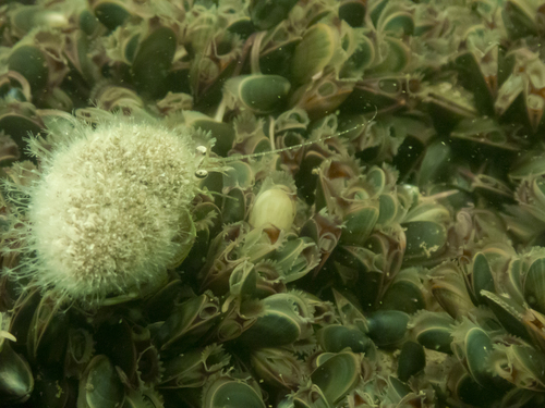 Snail Fur, photo 3 of 7