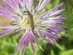 Oedemera flavipes