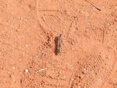 Laphystia