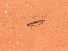 Laphystia