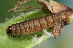 Agonopterix nervosa