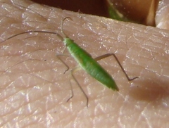 Megaloceroea recticornis