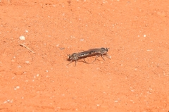 Laphystia