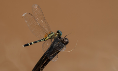 Erythrodiplax attenuata