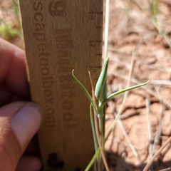 Calochortus nuttallii