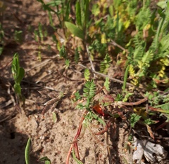 Ornithopus perpusillus