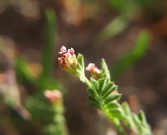 Ornithopus perpusillus