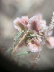 Atraphaxis frutescens