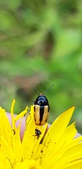 Cryptocephalus vittatus