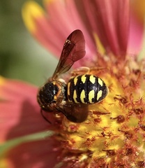 Dianthidium curvatum