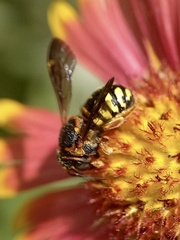 Dianthidium curvatum