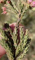Erica daphniflora