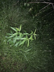 Lysimachia thyrsiflora