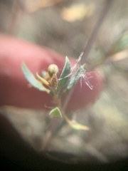 Atraphaxis frutescens