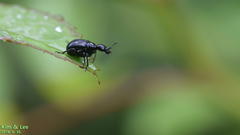 Apoderinae