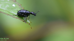Apoderinae